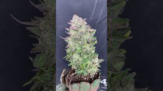 🍑Apricot Auto 🍑 Best Sativa 2024 autoflowerworldcup5793 Fast Buds  Indica [upl. by Trow]