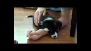 Cutest border collie puppy ever [upl. by Natsyrk467]