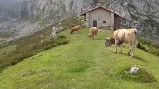 Ganado vacuno en los lagos de Covadonga Asturias [upl. by Allix]