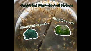 How To Culture Daphnia and Moinas using Green Water Spirulina powder [upl. by Debi]