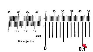 AS Biology  How to calibrate a microscope [upl. by Vidovic]