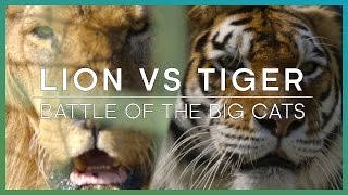 LION vs TIGER Battle Of The Big Cats  BBC Earth Unplugged [upl. by Kai17]