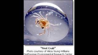 Blue Crab LifeCycle [upl. by Jenine]