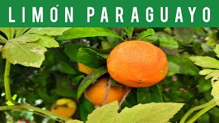 ⚪LIMÓN PARAGUAYO LIMA RANGPUR o MANDARINA ÁCIDA con FRUTOS maduros CITRUS FRUIT🍋🍊 2021 [upl. by Wehtta]