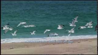 Flocks of Seagulls With Relaxing Ocean Sounds [upl. by Maples541]