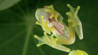 This Glass Frog Has Translucent Skin to Help With Camouflage [upl. by Bevvy]