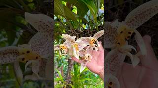 Conoce la orquídea stanhopea o orquídea torito conoce su bella floración y como debes de cuidar [upl. by Htiekel]