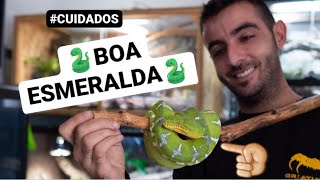 Cuidados CORALLUS CANINUS 🐍Boa Esmeralda🐍 [upl. by Kurtz]