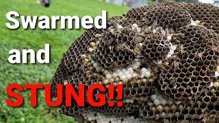 CRAZY Yellow Jacket Ground Nest  Swarmed and STUNG  Wasp Nest Removal [upl. by Hobey]