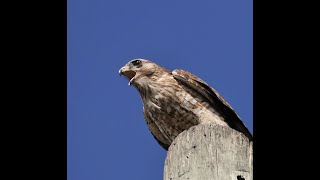 Powerful Redshouldered Hawk Call [upl. by Fezoj]