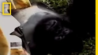 Gorilla Murders  National Geographic [upl. by Watkin]