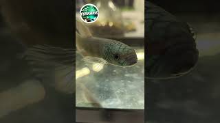 Betta macrostoma terrario animals pets aquarium fish betta bettafish poisson vivarium tank [upl. by Giltzow]