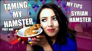 TAMING MY HAMSTER  How I Tame a Hamster  Hamster Care [upl. by Erdied]