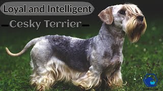 Cesky Terriers  Cesky Terrier Dog Breed All Characteristics And Facts About Cesky Terrier [upl. by Krys]