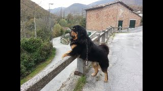 Sfilata quotTibetan MastiffquotMastino Tibetano [upl. by Nayarb]