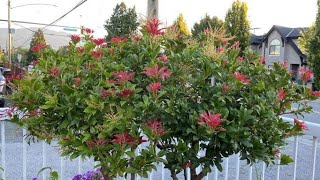 Treed Formed Pieris Japonica 3 Weeks After Annual Maintenance Prune  September 8 [upl. by Irtak]