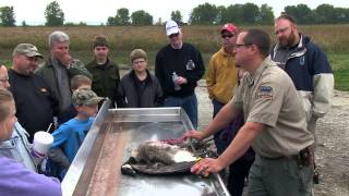 Canada Goose Processing from Field to Table  Indiana DNR [upl. by Imuya683]