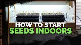 Seed Starting Indoors Under Grow Lights 101 [upl. by Nerty]