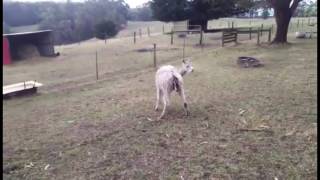 Alpaca cria birth  Boolaroo Noah [upl. by Attenor]