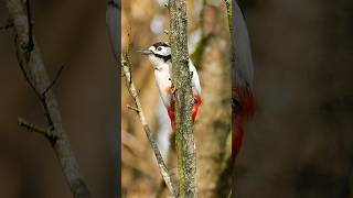 Woodpecker plays peekaboo shorts [upl. by Anelim]