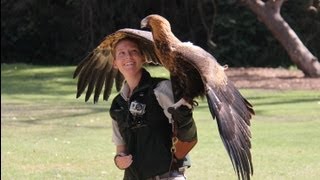 Taronga Zoo  Sydney [upl. by Neelya809]