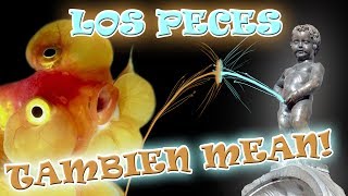 ¿HACEN PIPI LOS PECES ¿BEBEN AGUA SU SISTEMA EXCRETOR [upl. by Hallagan]