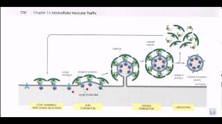 Vesicle formation [upl. by Anizor]