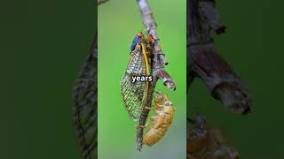 The Fascinating Life Cycle of a Dragonfly wildlifeconservation wildlifegarden dragonfly garden [upl. by Zirtaeb]