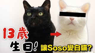 【黃阿瑪的後宮生活】Socles的13歲生日！讓Soso變白貓⋯ [upl. by Felita253]