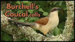 2 BURCHELLS COUCAL CALLS [upl. by Piotr]