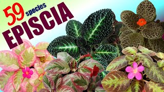 59 EPISCIA SPECIES  HERB STORIES [upl. by Ynnub696]