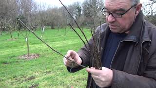 Prélèvement de greffons sur fruitiers [upl. by Tamsky]