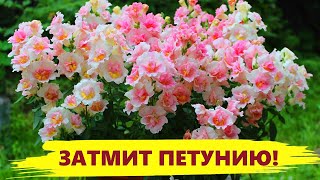 ЭТОТ ЦВЕТОК ЗАТМИТ ЦВЕТЕНИЕМ ПЕТУНИЮ ЦВЕТЕТ ВСЕ ЛЕТО Посадите  не пожалеете [upl. by Ttegirb]