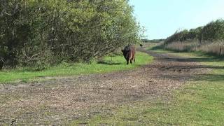 Slufter Texel 1080p TM300 [upl. by Meelas48]