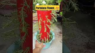 Portulaca plant Tower From CuttingsMoss Rose Topiary portulaca youtubeshorts shorts diy craft [upl. by Ynnob]