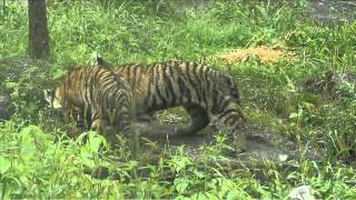 3 New Amur Tiger Cubs Play King of the Jungle at the Bronx Zoo [upl. by Niu]