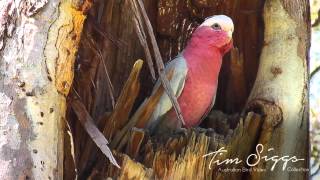 Galah  Eolophus roseicapilla  HD video clip 11 Australian Bird Media [upl. by Cooley604]