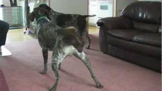 German Shorthaired quotLaserquot Pointers [upl. by Oicirbaf]