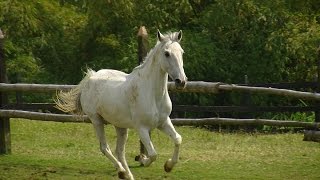 Cómo tener Caballos para Recreación  TvAgro por Juan Gonzalo Angel [upl. by Rogovy39]