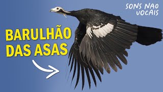 AVES com os quotSONS NÃO VOCAISquot MAIS ESTRANHOS do BRASIL Cantos estranhos 11 [upl. by Greenfield]