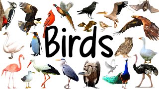 Birds Vocabulary With British Accent Pronunciation UK [upl. by Vudimir]