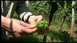 Wines of Germany Growing Regions Rheinhessen [upl. by Annaiviv]