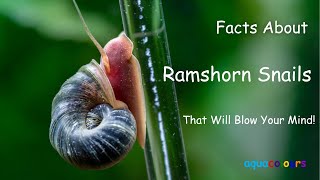 Facts About Ramshorn Snails That Will Blow Your Mind [upl. by Woothen]