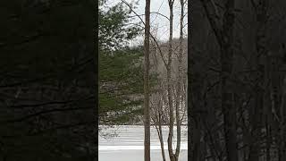 A Fox Walks Across a Frozen Lake in the Hudson Valley [upl. by Dlabihcra]