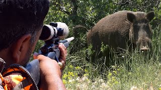 Top DANGEROUS BOAR Hunts FEARLESS Dogs Extreme CloseUp Rifle Shots hunting wildlife [upl. by Hollerman]