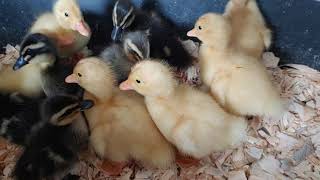 Buying Cute Ducklings At Tractor Supply Plus New Addition To Our Farm Raised Animals [upl. by Ielirol840]