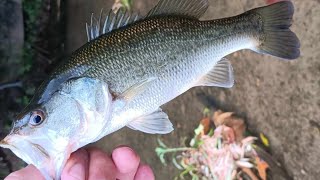 Pesca De GuapoteTilapia y Lobina En Puerto Rico [upl. by Yelknirb418]