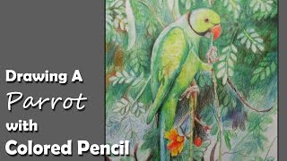 How to Draw A Parrot with Colored Pencil [upl. by Nedia]