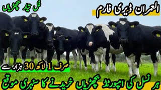 imported heifers for sale in Pakistan imported heifers Latest Rate updateheifersdairyfarming [upl. by Ahsoyek]