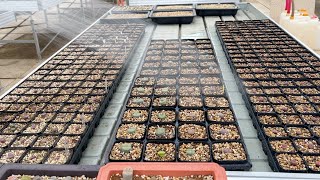 SUB How to water lithops [upl. by Dleifyar]